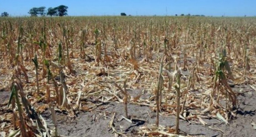 CAMPO EN ALERTA