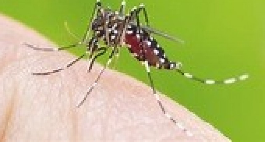 DENGUE Y ENCEFALOMIELITIS EQUINA