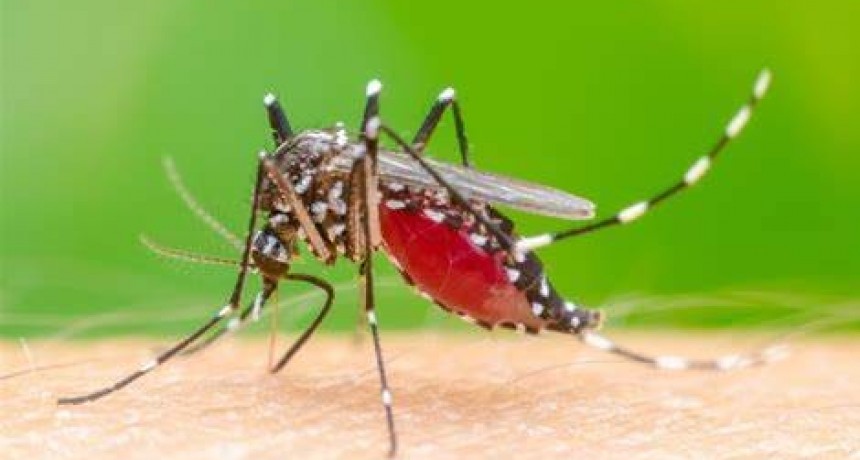 ATENTO DENGUE!! Pico histórico de casos de dengue en Argentina: ya son 71.717 en todo el país