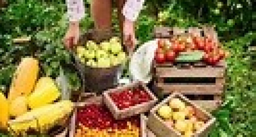 PROGRAMAS PARA FRUTICULTURA