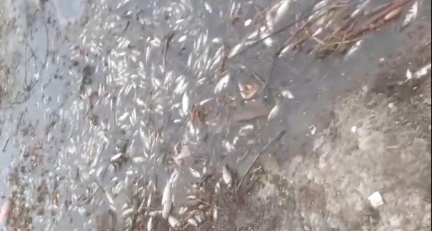 ALERTA POR PECES MUERTOS EN RAMALLO